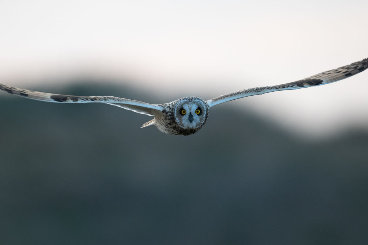Hibou des marais en vol
